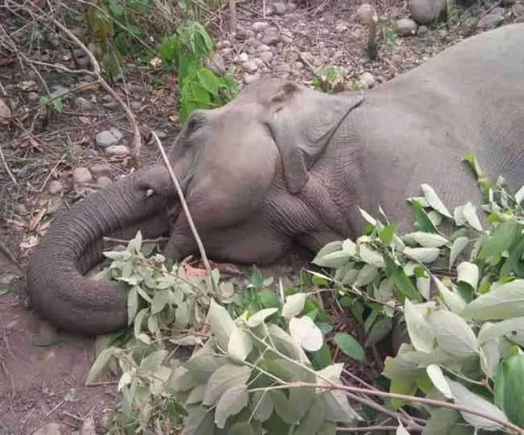 हाथी की करंट की चपेट में आने से मौत, किसान ने बिछाया था खेत में करंट का जाल