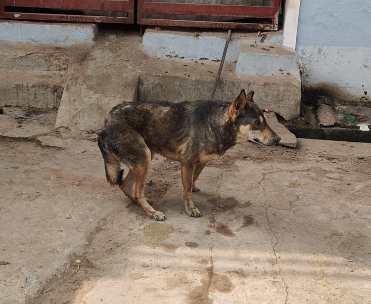 निगम में कुत्तों के आतंक से निजात की कोई व्यवस्था नहीं गया नगर में पागल कुत्ता को लोगो ने मिलकर मार डाला