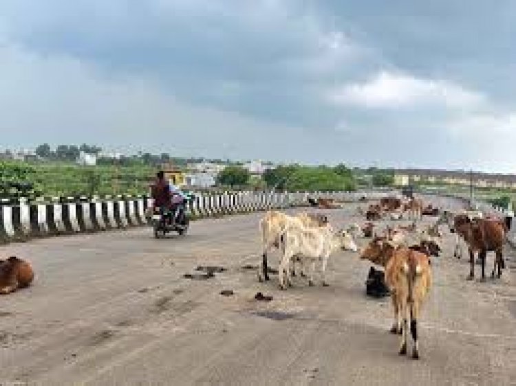 नवा रायपुर में एक तेज रफ्तार पिकअप ने मवेशियों को टक्कर मार दी