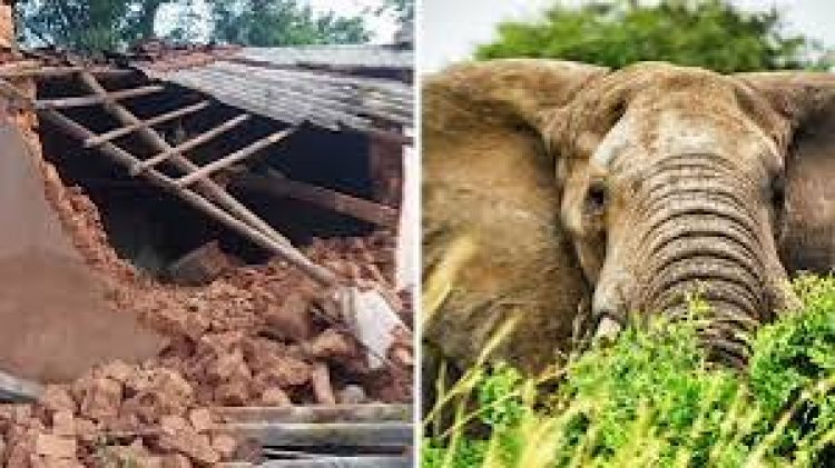 जशपुर जिले में दंतैल हाथी ने बीती रात चार लोगों को कुचलकर मार डाला