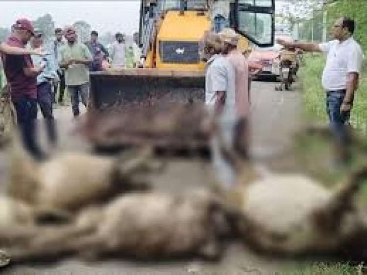 छत्तीसगढ़ के पलारी क्षेत्र में मंगलवार की सुबह गातापार-कोसमंदी मार्ग पर अलग-अलग जगहों पर 22 मृत गायें पड़ी मिली