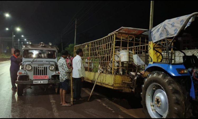 रात में भी आवारा पशुओं को पकड़ने सड़क पर उतरी  दुर्ग  नगर निगम,  देर रात तक शहर के आवारा मवेशियों को धर पकड़ करते रहे निगम का दस्ता