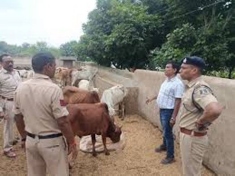 छत्तीसगढ़ के दुर्ग में मवेशियों से भरा ट्रक पकड़ाया