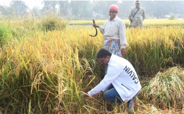 जब कलेक्टर उतरे खेत में, करने लगे धान की कटाई.. आखिर क्या रही वजह..?