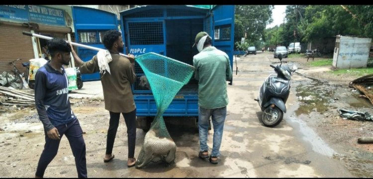 कुत्ता पकड़ने की टीम लगाई गई, निदान 1100 पर शिकायत कर सकते हैं