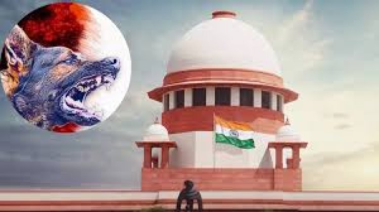 आवारा कुत्ते के मामले में SC ने फैसला सुरक्षित रखा, कहा- मुद्दे का समाधान होना चाहिए विवाद नहीं