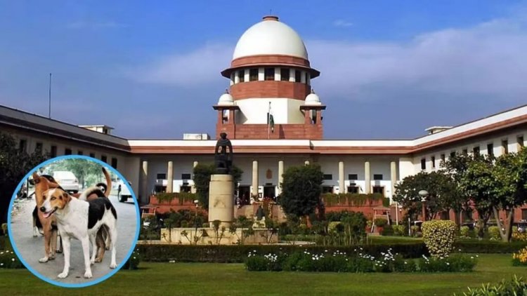 डॉग लवर्स के लिए खुशखबरी: अवारा कुत्तों पर सुप्रीम कोर्ट का बड़ा फैसला, शेल्टर होम से छोड़े जाएंगे सभी कुत्ते