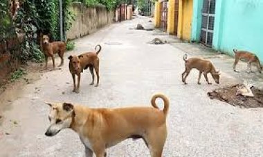 जनगणना, मतदाता पुनरीक्षण, चुनाव के बाद अब आवारा कुत्तों का भी प्रबंधन करेंगे प्रधान पाठक व प्राचार्य…