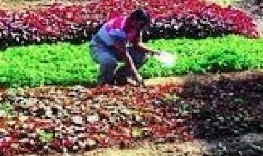 छत्तीसगढ़ के इस जिले में अनोखा भाजी महोत्सव,60 तरह की भाजियों की लगेगी प्रदर्शनी, 10 भाजी दीदियों का सम्मान भी