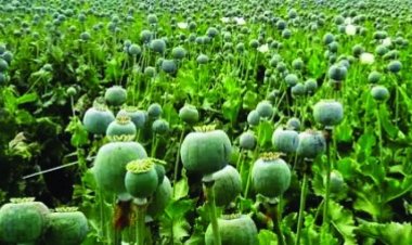 दुर्ग में अवैध अफीम की खेती का भंडाफोड़, डेढ़ एकड़ फसल जब्त