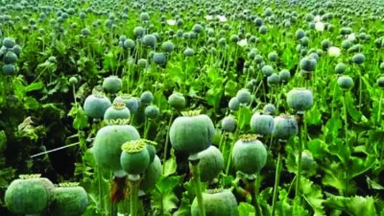 दुर्ग में अवैध अफीम की खेती का भंडाफोड़, डेढ़ एकड़ फसल जब्त