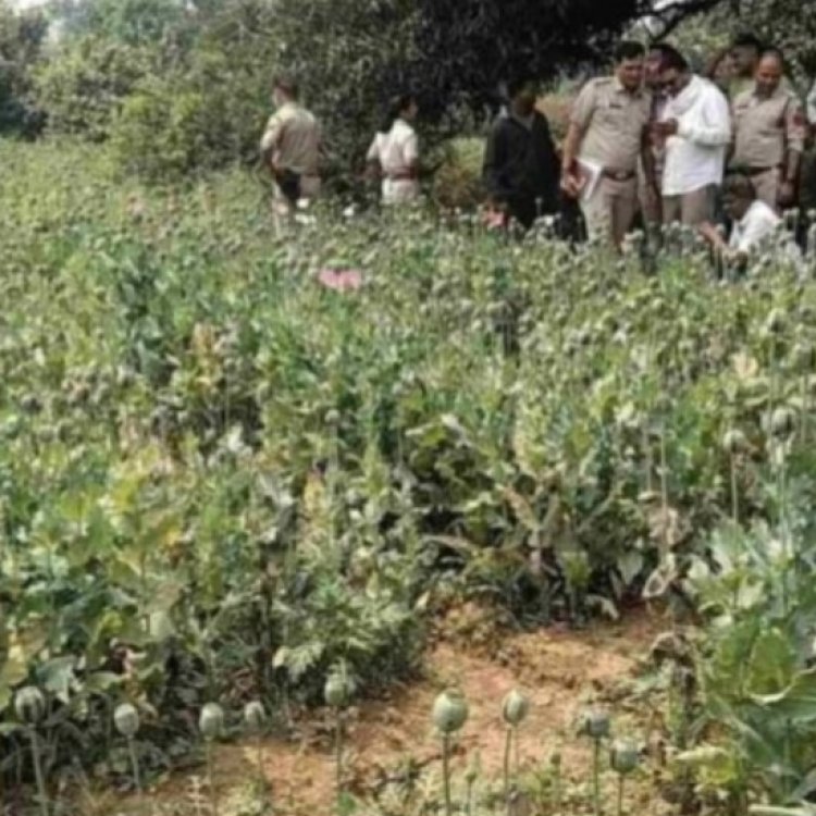 सब्जियों की आड़ में अफीम की खेती! रायगढ़ में लगातार बढ़ रहे अवैध कारोबार के मामले
